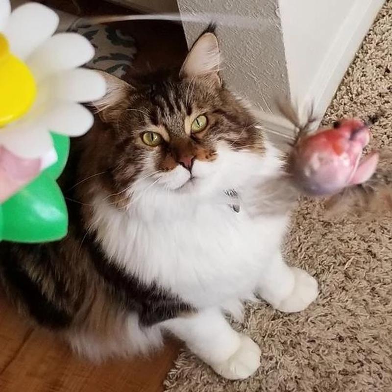 TigraFlitz | Interaktives Flugspielzeug für Katzen mit Kolibri & Schmetterling