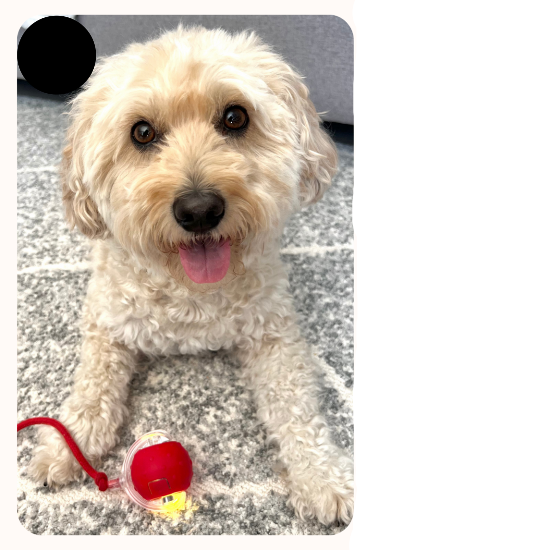 WuffSpin | Interaktiver Hundespielball