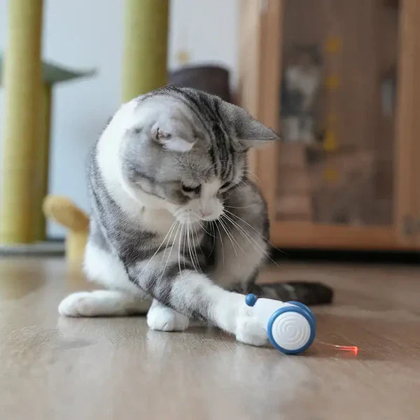 PlayTail | Intelligentes Mausspielzeug für Katzen