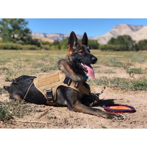 Vargan | Taktisches Hundegeschirr & Leinen-Set – 2-in-1 Komplettlösung für Outdoor-Training