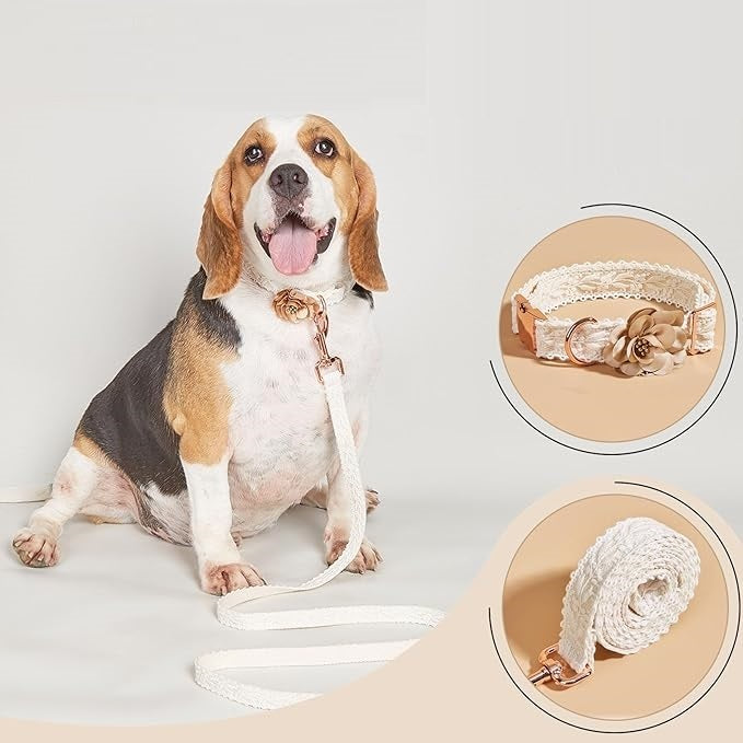Bellessa | Elegantes Halsband- und Leinen-Set für stilvolle Hunde