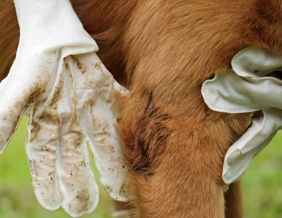 Max | Pflege-Handschuhe mit Feuchttüchern für Tiere