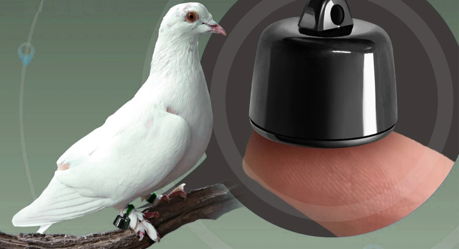 FeroPet | Ultraleichter GPS-Tracker für Haustiere