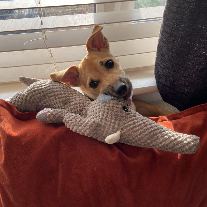 Bruno | Robust genähtes Hundespielzeug aus Plüsch mit Quietscher