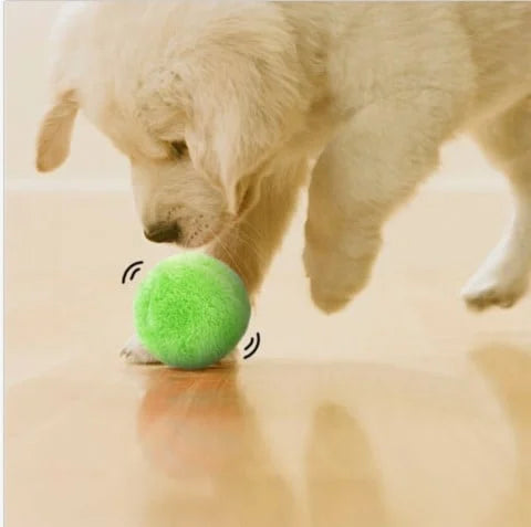 Maximo | Interaktiver Selbstrollender Spielball für Hunde