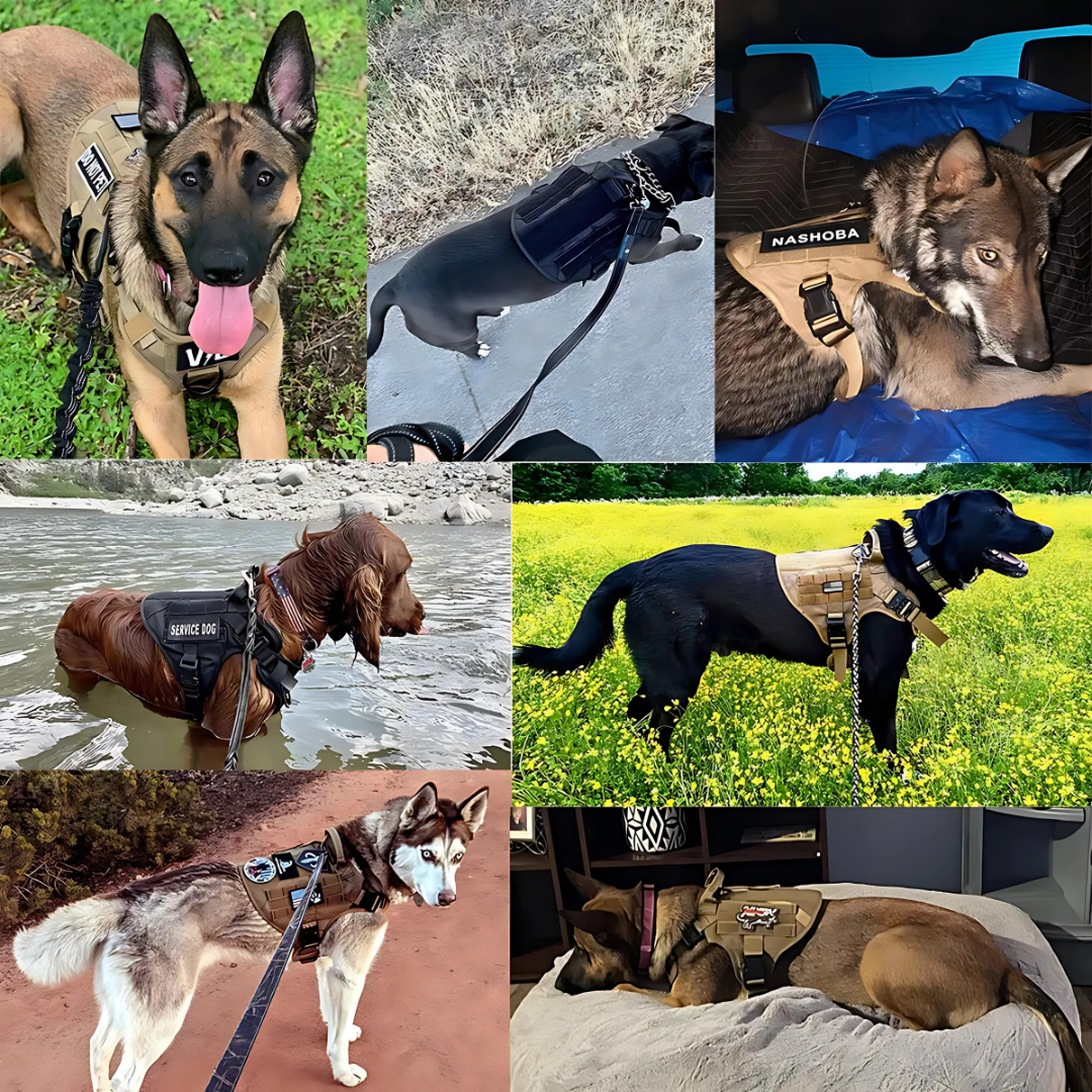 Vargan | Taktisches Hundegeschirr & Leinen-Set – 2-in-1 Komplettlösung für Outdoor-Training