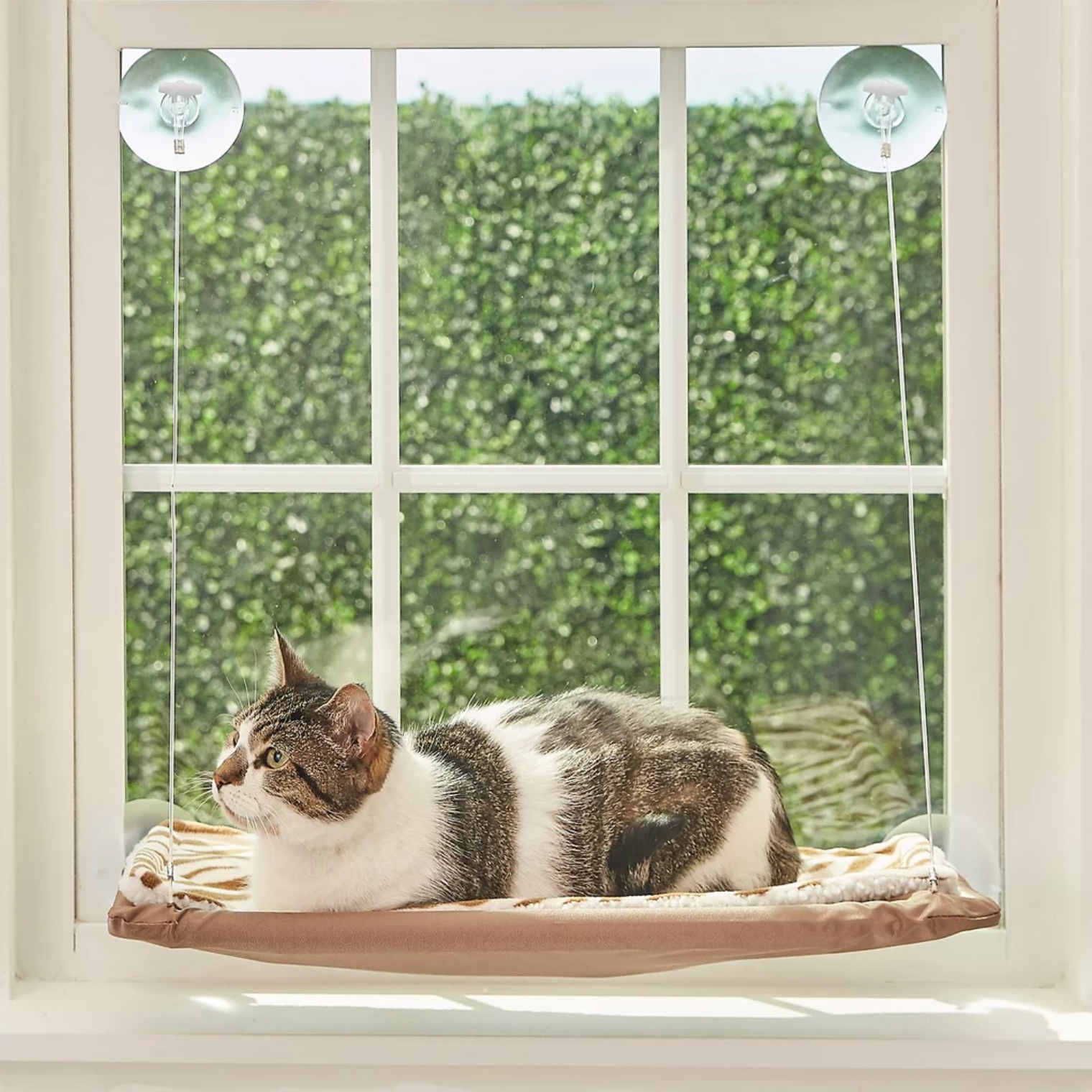 Pawelle | Fensterhängematte für Katzen – Sonnenplatz mit Aussicht