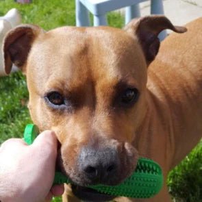 BrunoBiss | Zahnbürstenspielzeug für Hunde mit Reinigungsnoppen