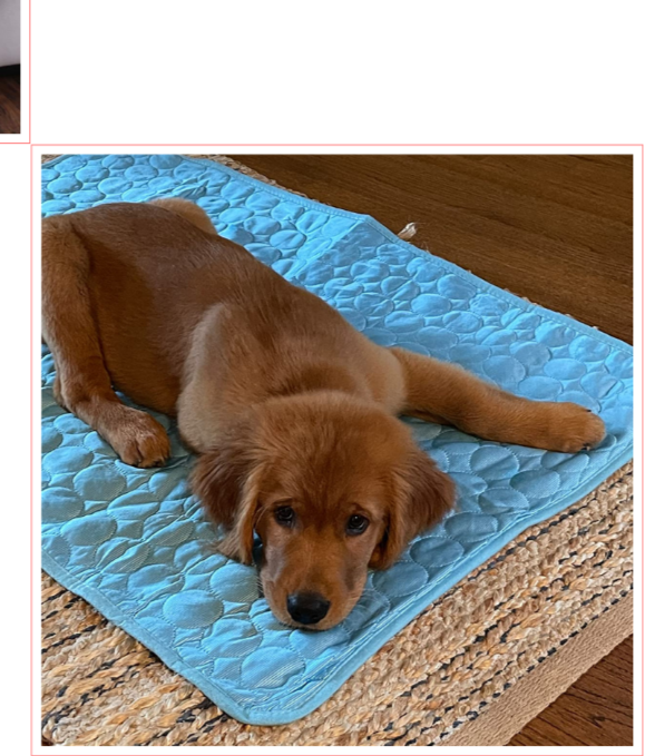 FrescoPaws | Selbstkühlende Hundematte für den Sommer