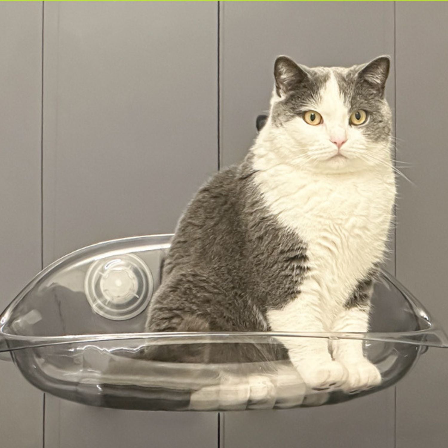 Zuignap Kattenraam Hangmat | Ultiem Relaxen bij het Raam
