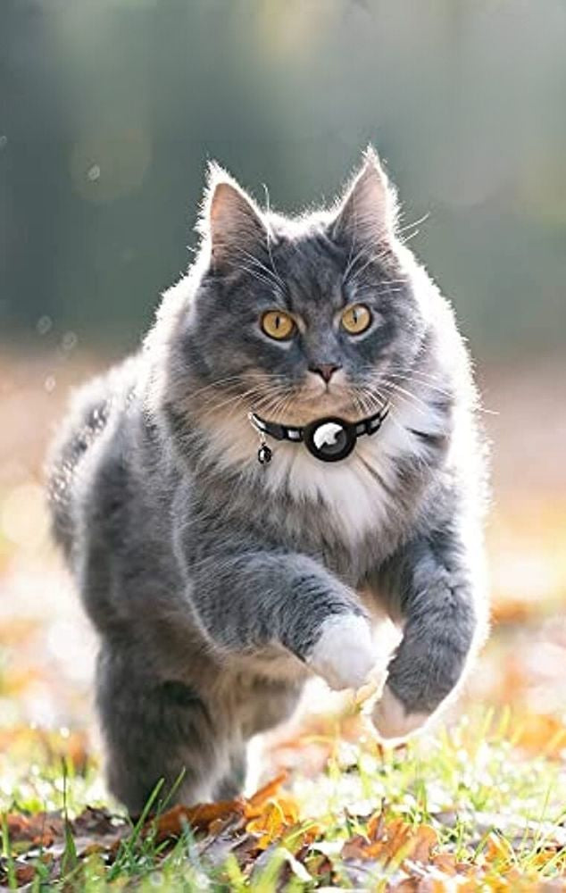Katzaro | Sicherheitshalsband für eine Katze mit AirTag-Halterung & Reflektorstreifen