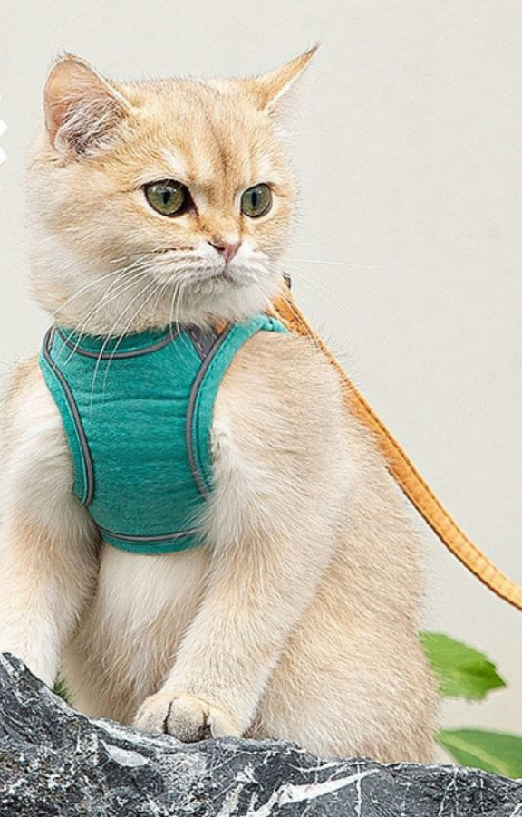 Miauvo | Sicherheits-Katzengeschirr mit Leine – Komfortabel & Ausbruchsicher
