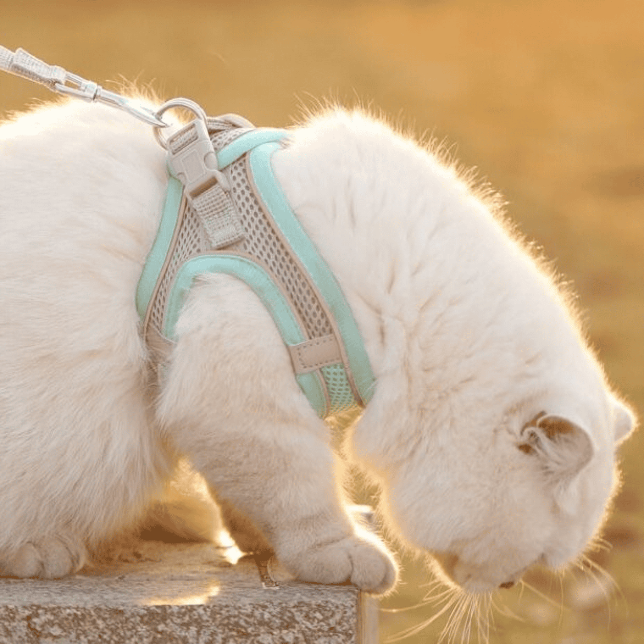 MimiPaws | Stilvolles Katzengeschirr für sichere Abenteuer