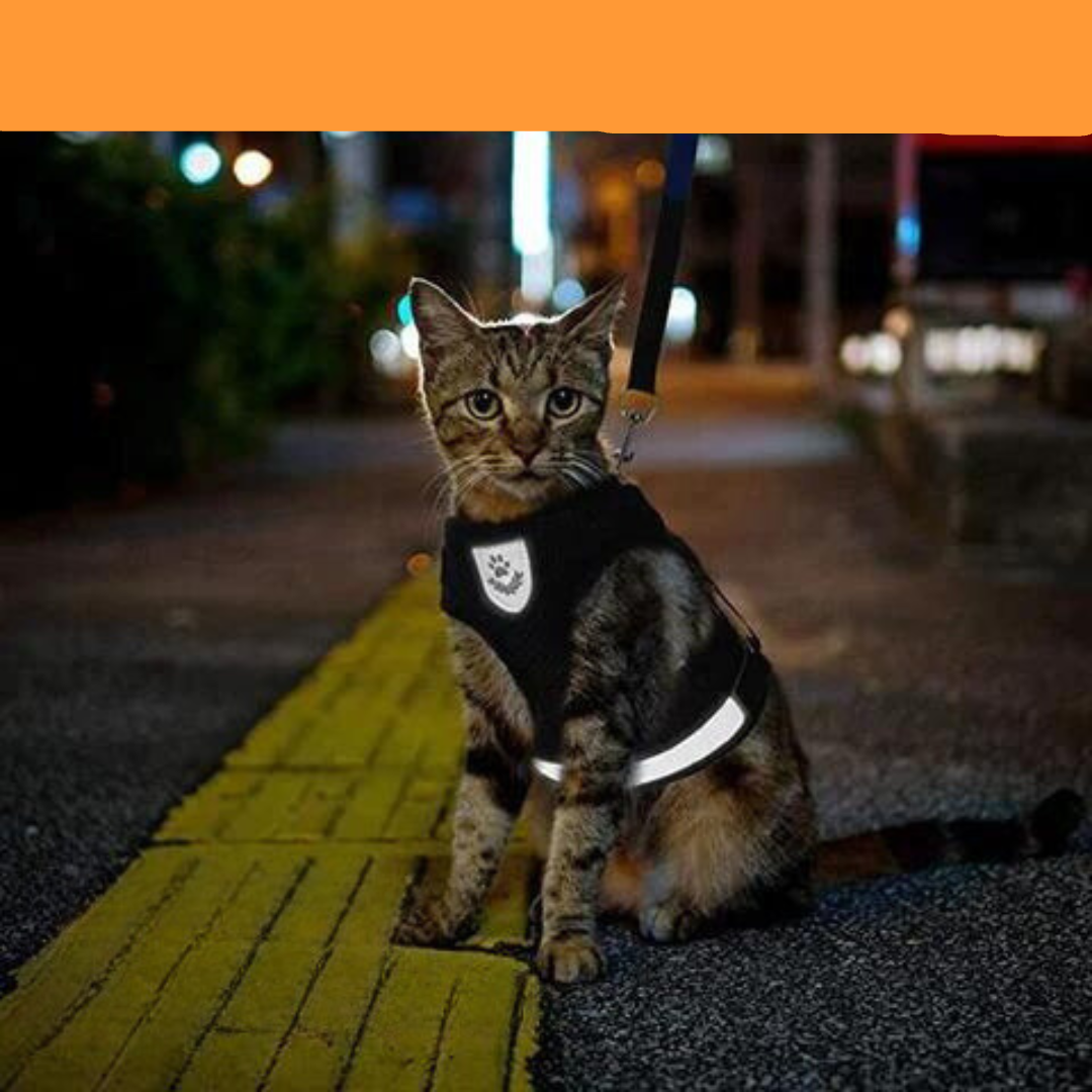 Lorena | reflectief kattenharnas | Riem en harnas | katten, Riem en accesoires, Wandelen | Huisdierentempel