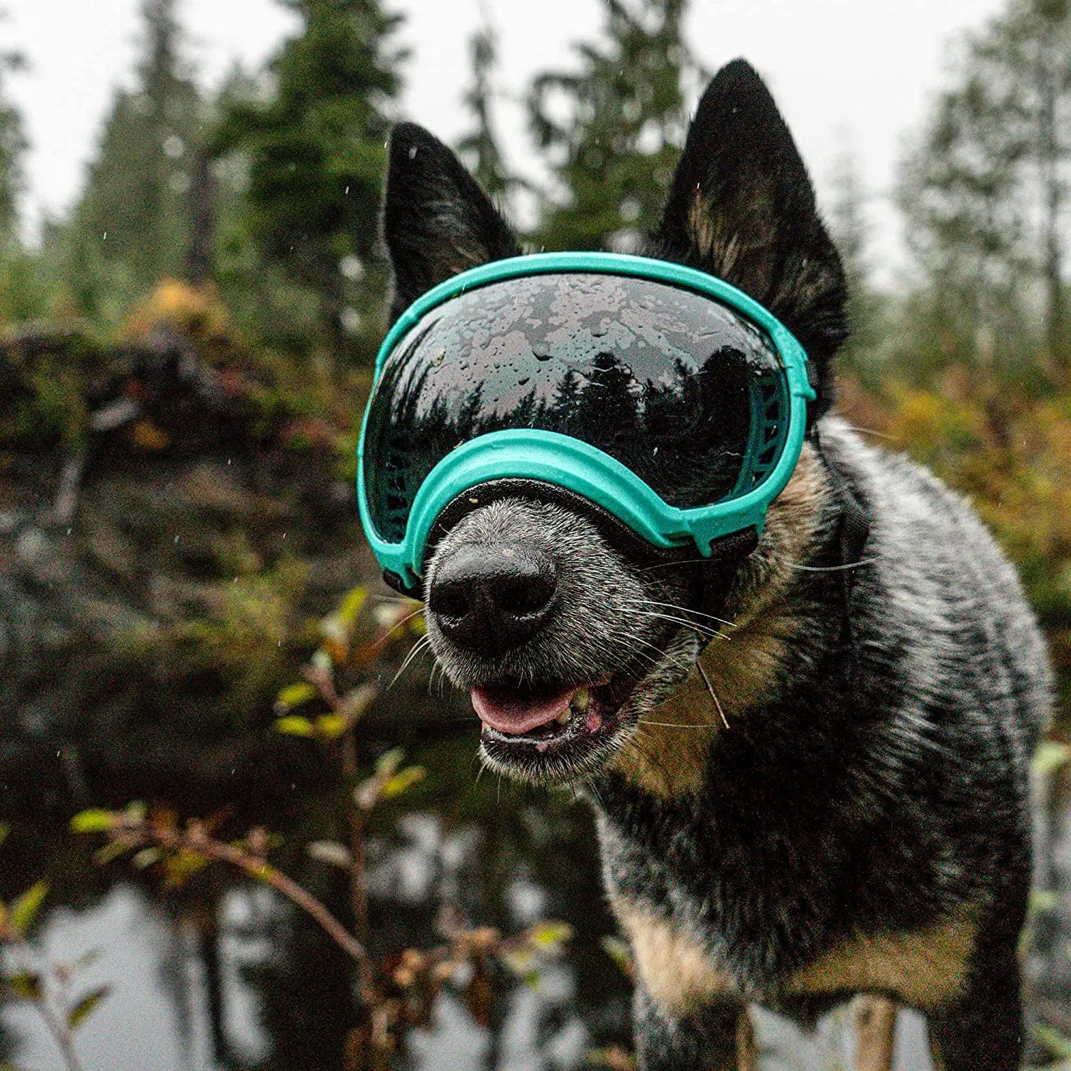 PawView | Anti-UV Hundebrille – Stoßfest & winddicht