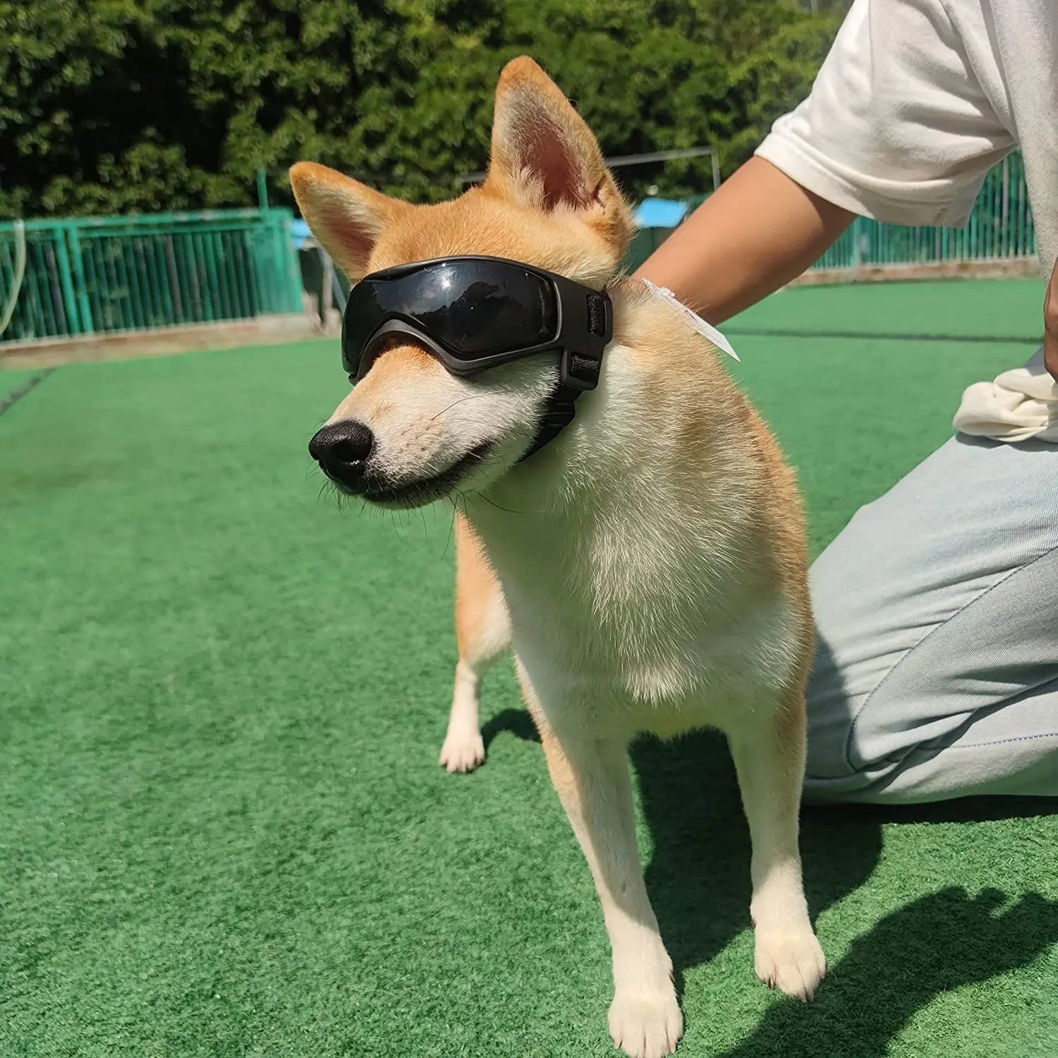 Dognero | Sportliche Schutzbrille für Hunde mit UV-Filter