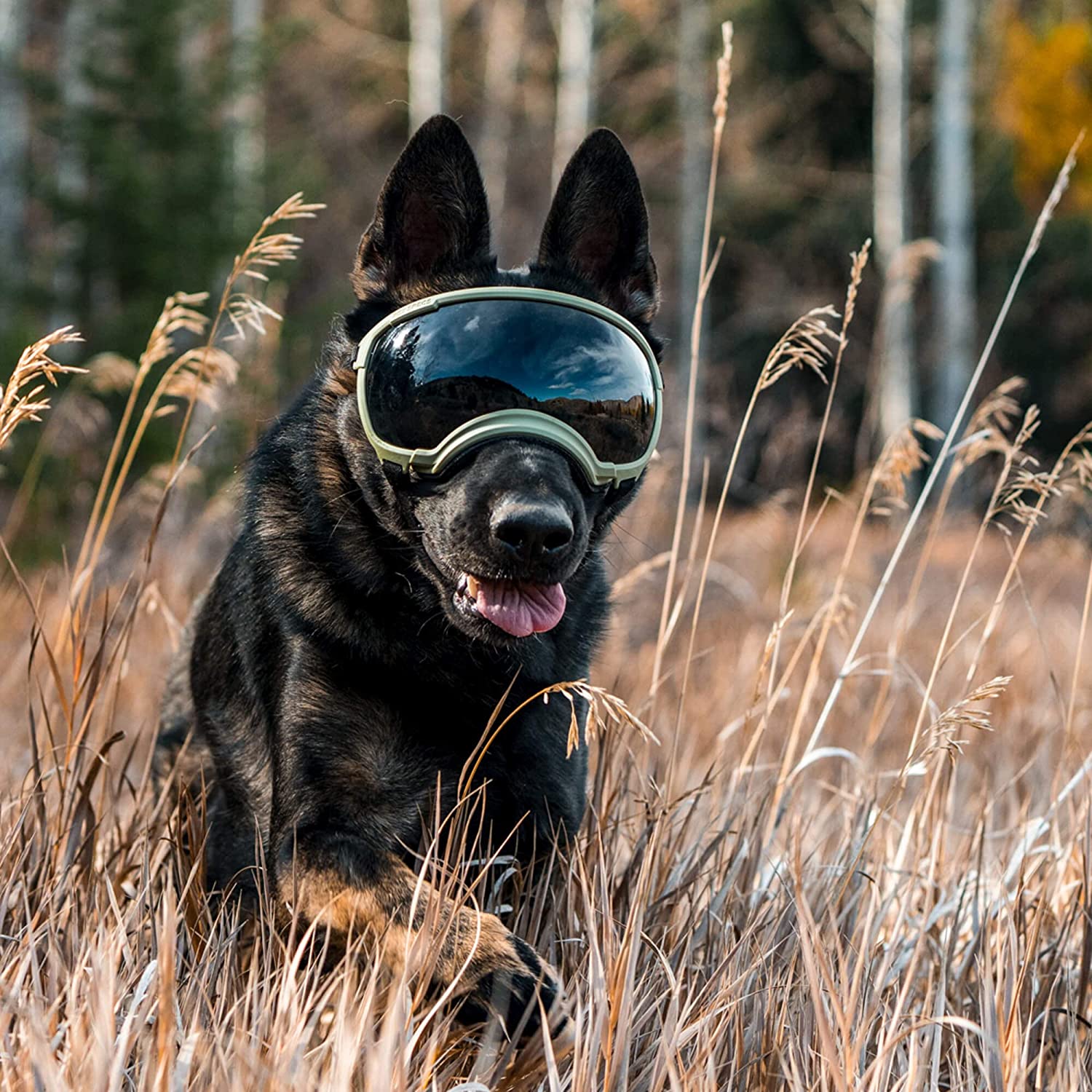 PawView | Anti-UV Hundebrille – Stoßfest & winddicht