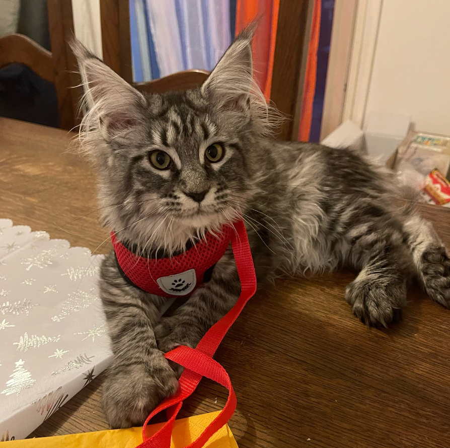 Mavira | Atmungsaktives Katzen-Brustgeschirr mit Leine