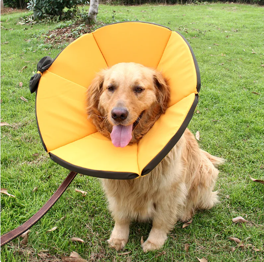 PawSoft | Schutz-Hundehalsband mit Wohlfühlkomfort