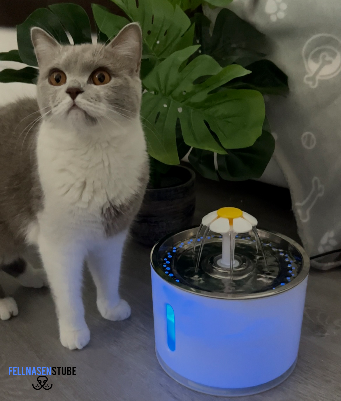 Aquaneko | Premium Trinkbrunnen für Katzen – Edelstahl & Filtertechnik
