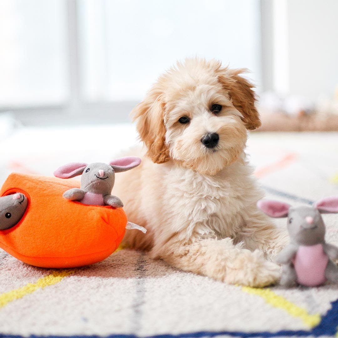 DogtopiaToys | Zippy Burrow Bunny 'n Carrot