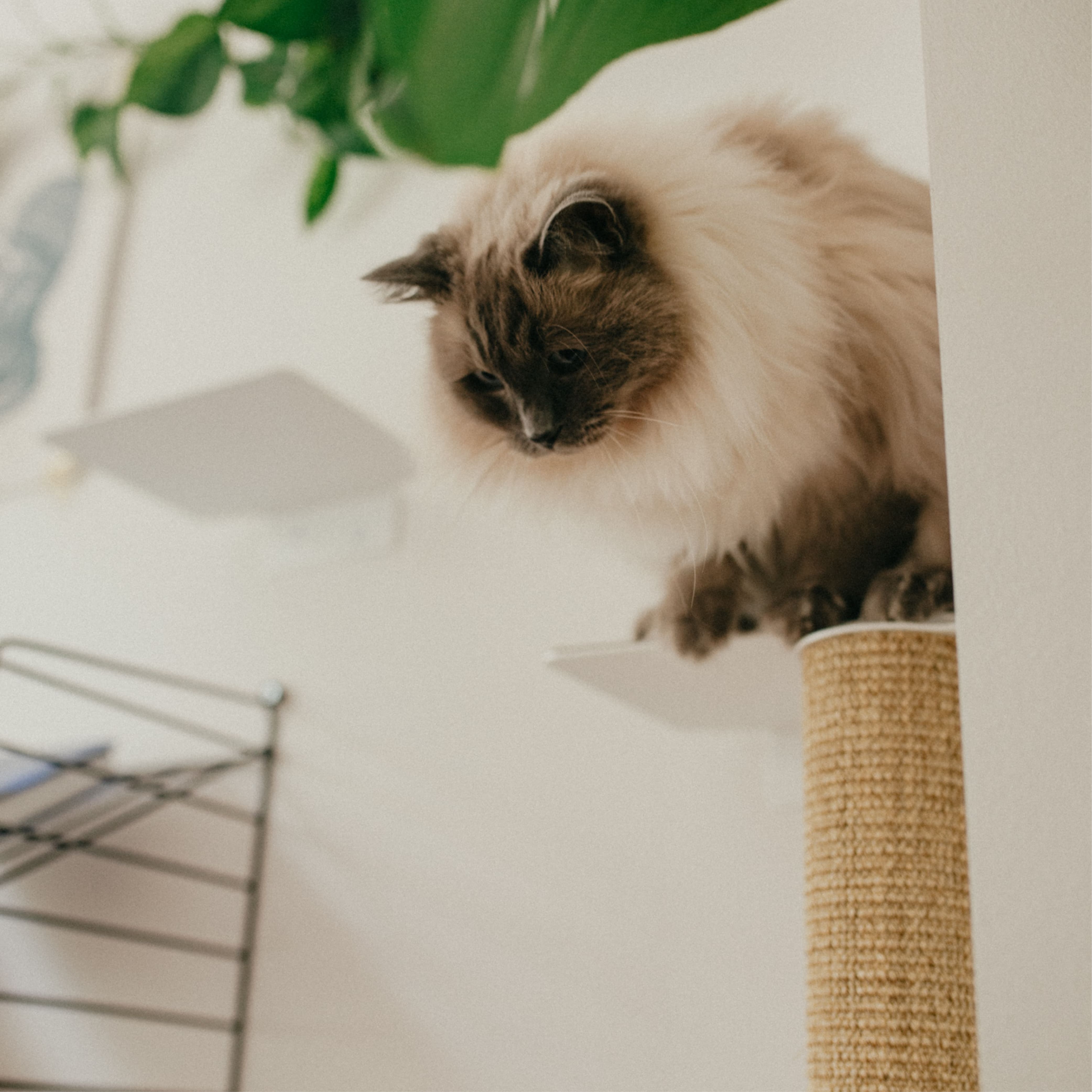 MiraMau | Wandkratzstamm für Katzen mit Kletterfunktion