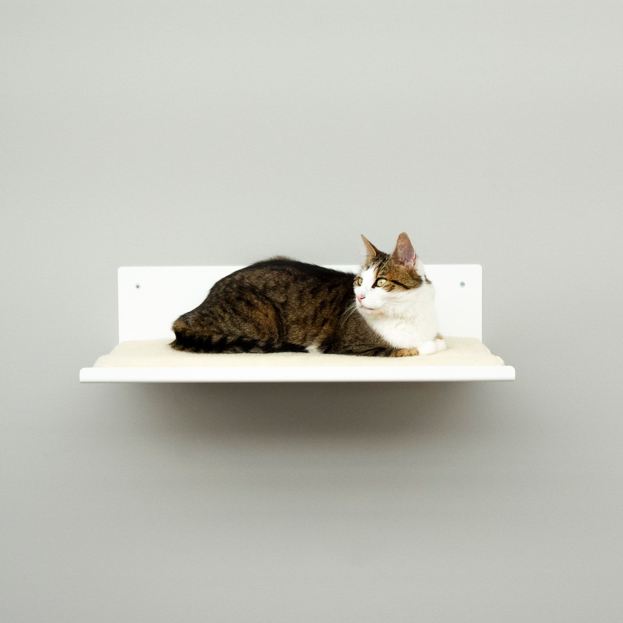 Katzen Wandliege Aussichtspunk