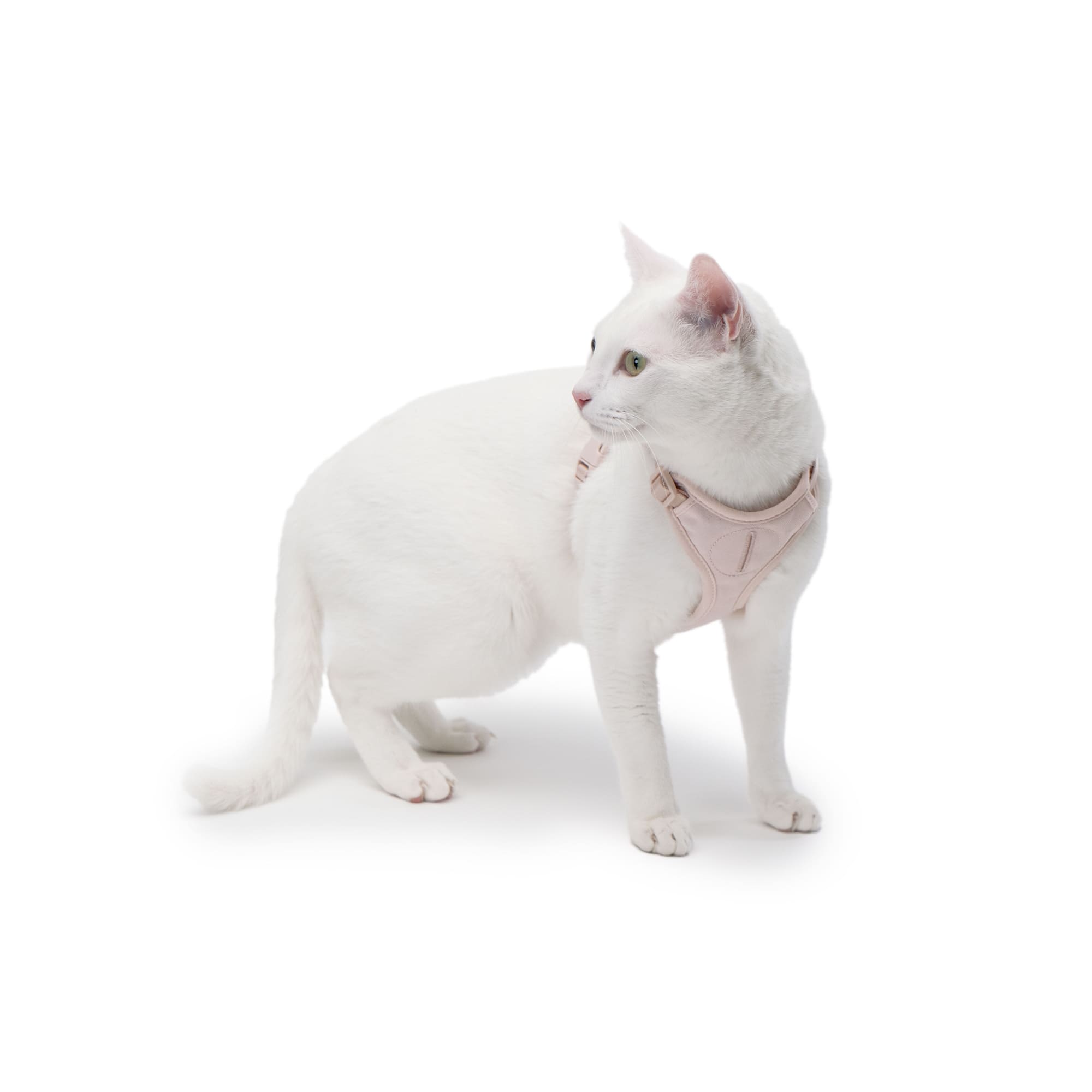 Katzengeschirr mit Fach für den AirTag