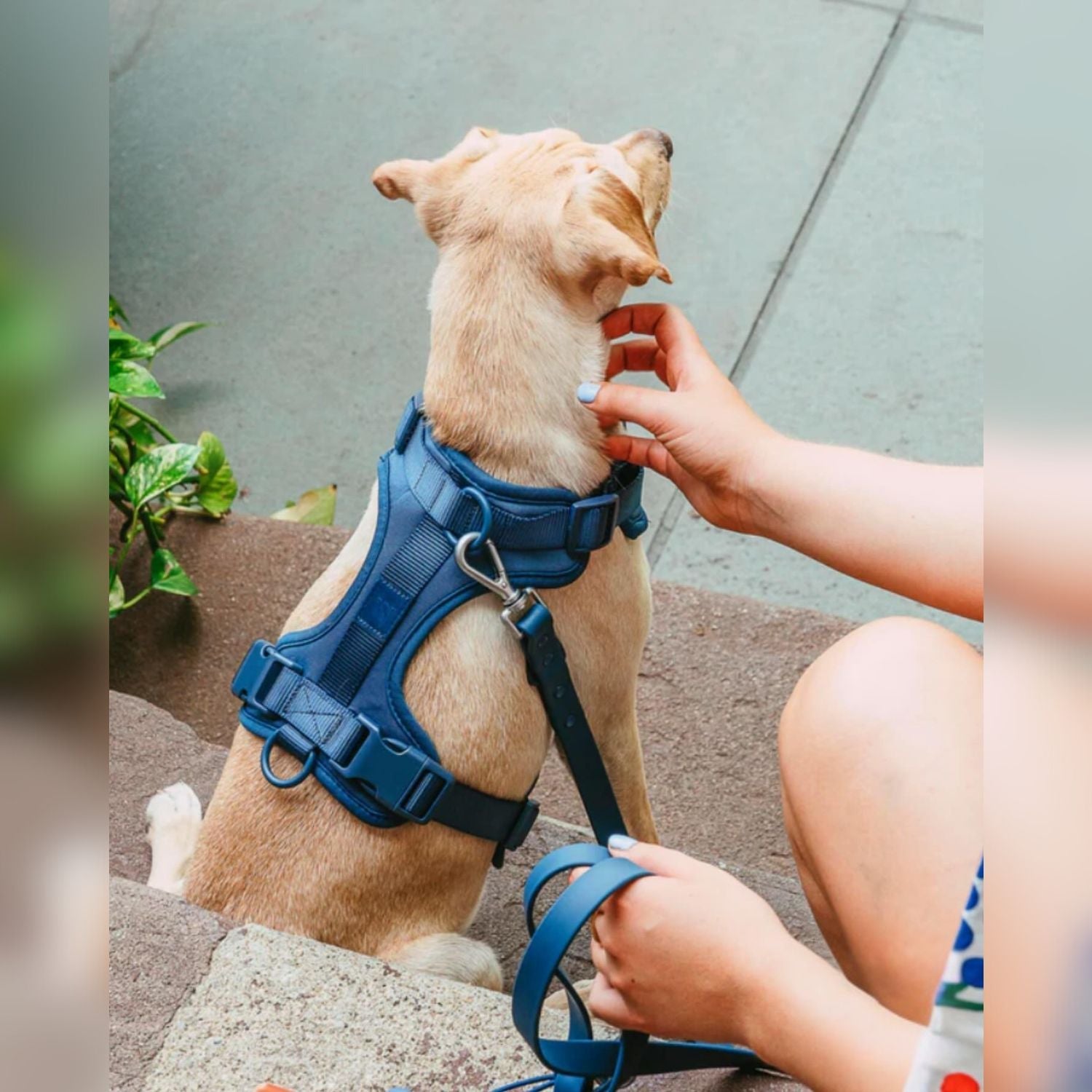 Bruno | Wasserdichtes Hunde-Geschirr Set für freihändiges Gehen