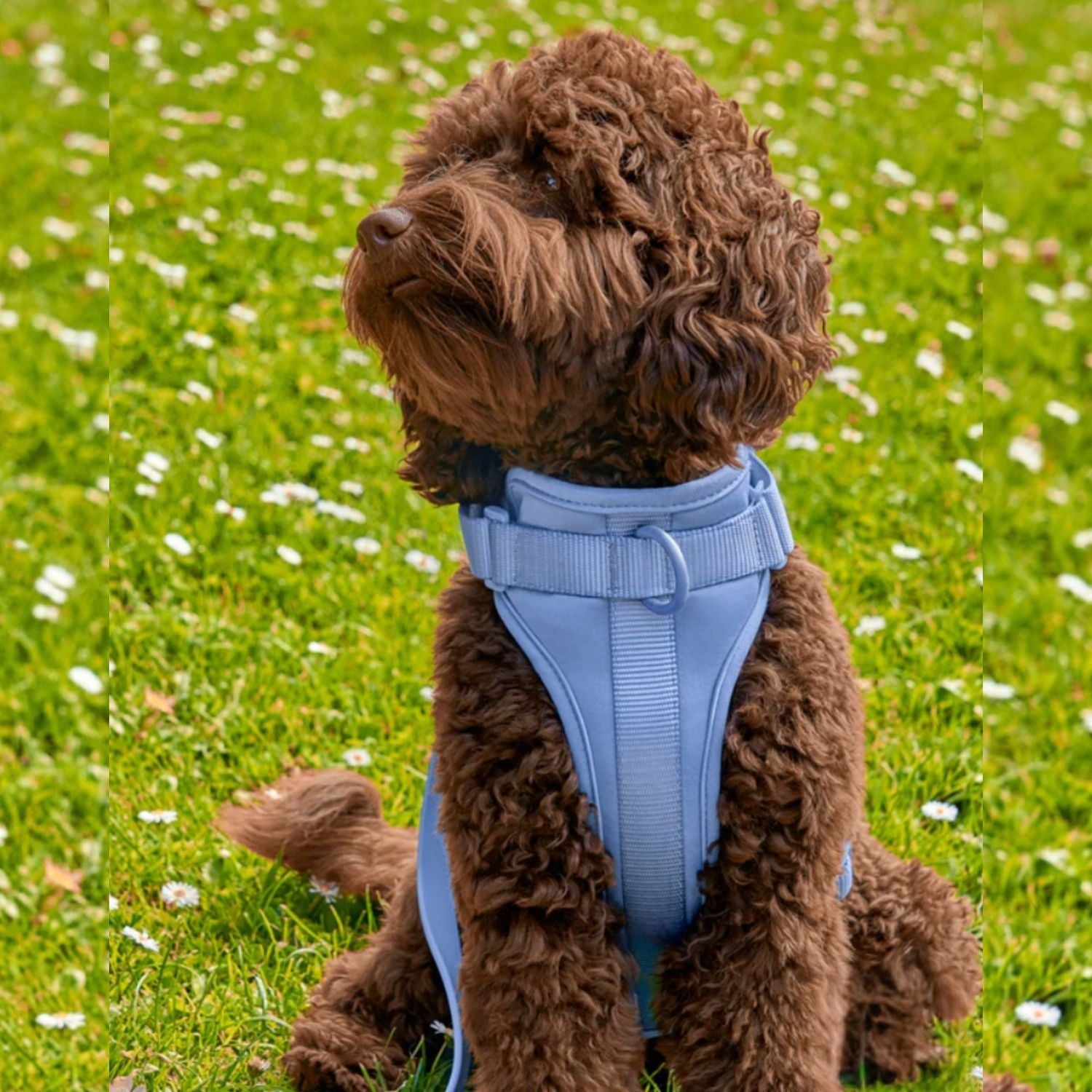 Bruno | Wasserdichtes Hunde-Geschirr Set für freihändiges Gehen