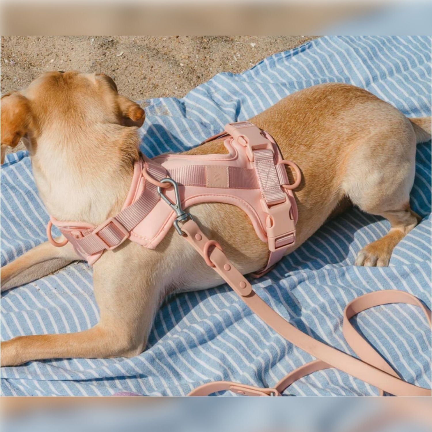 Bruno | Wasserdichtes Hunde-Geschirr Set für freihändiges Gehen