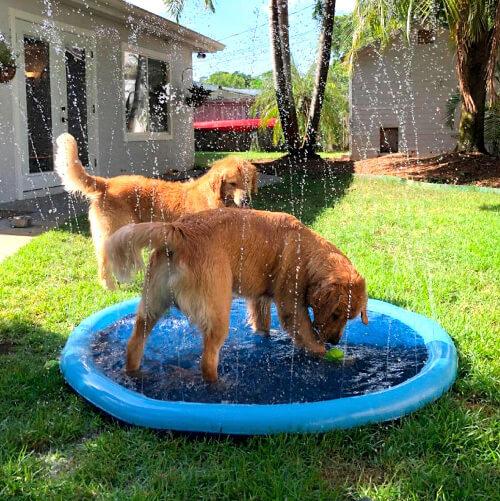 AquaPup | Hundepool für Sommervergnügen