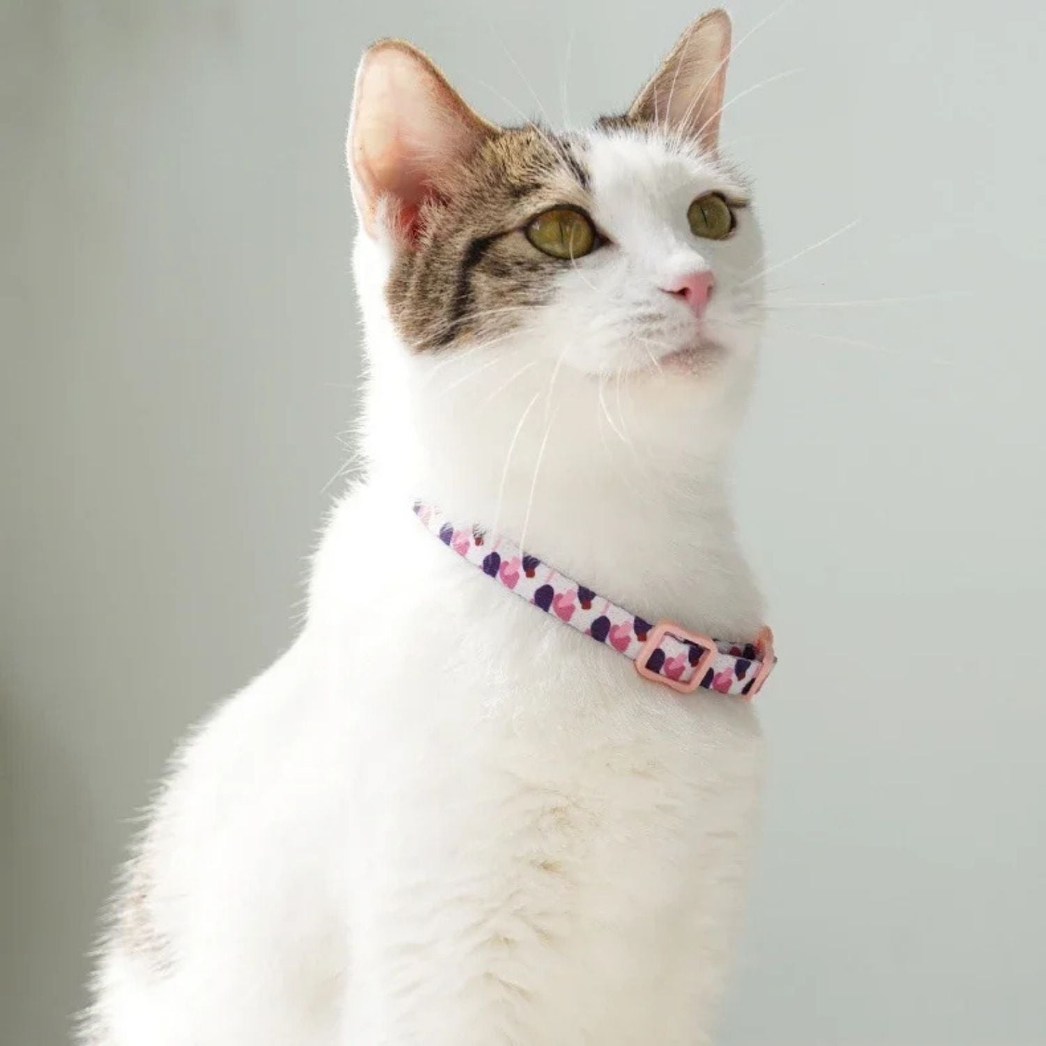 Felino | Katzenhalsband mit Sicherheitsverschluss
