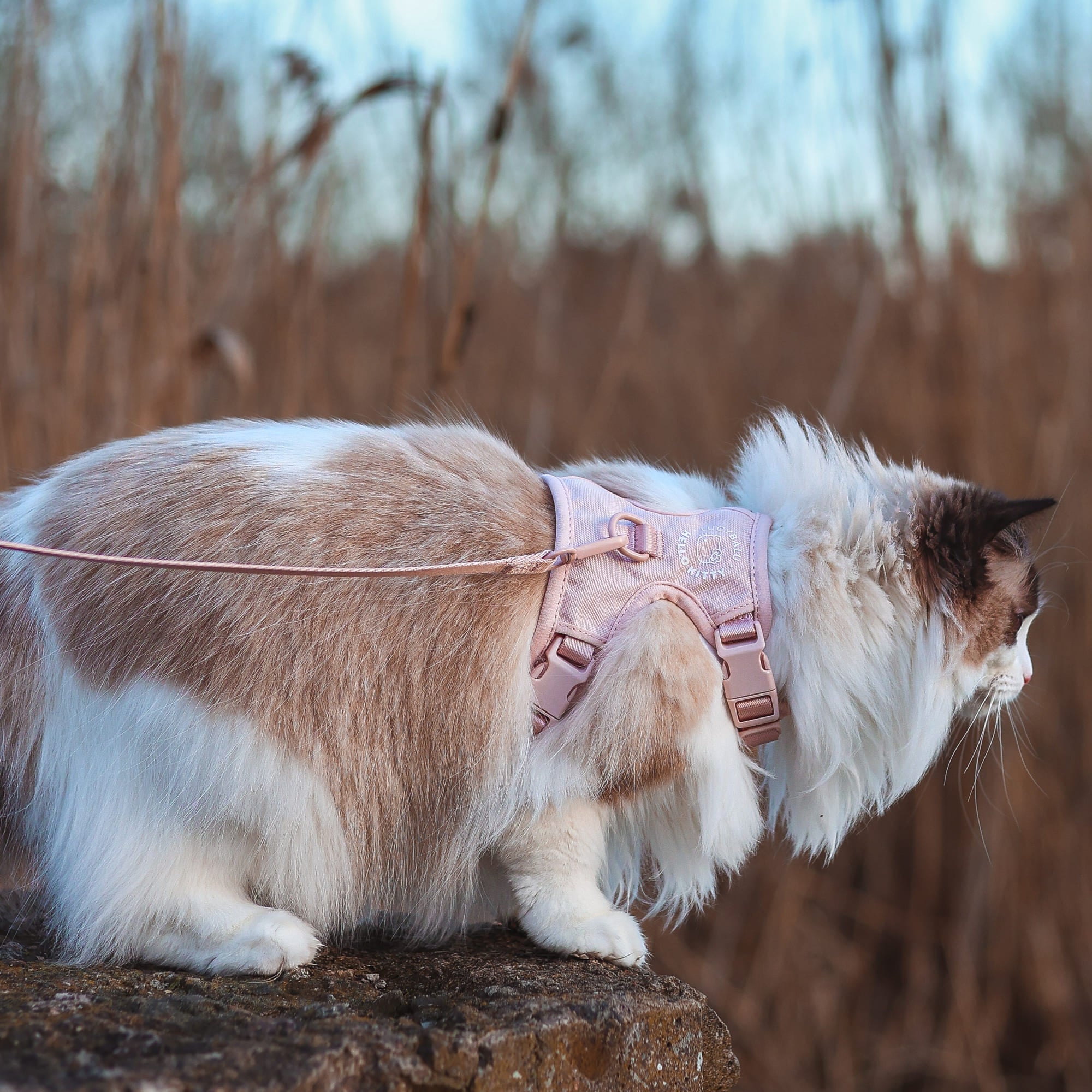 Miala | Komfort-Katzengeschirr mit Sicherheitsverschluss – Hello Kitty Design