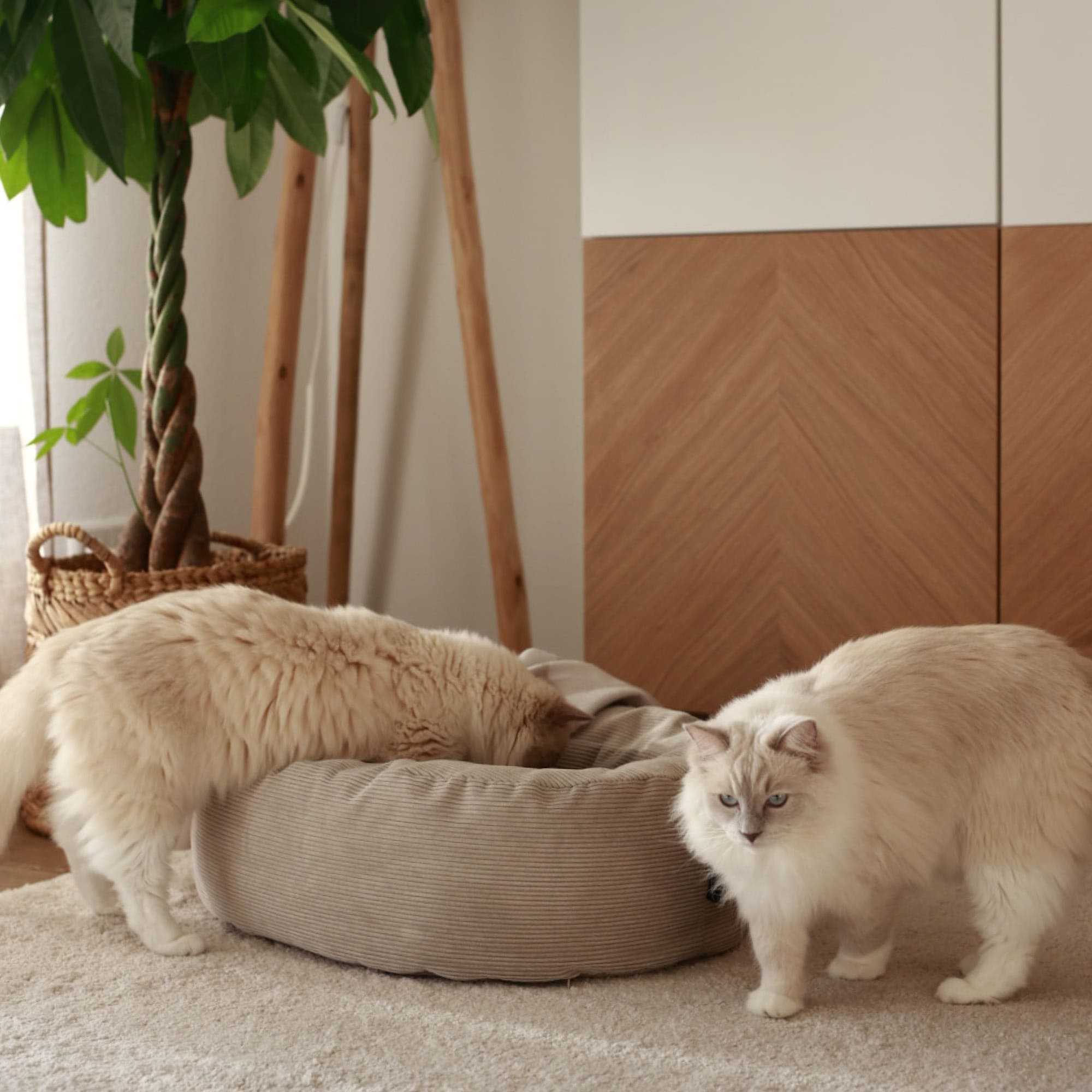 SamtSloop | Rundes Katzenbett mit Kuschelrand