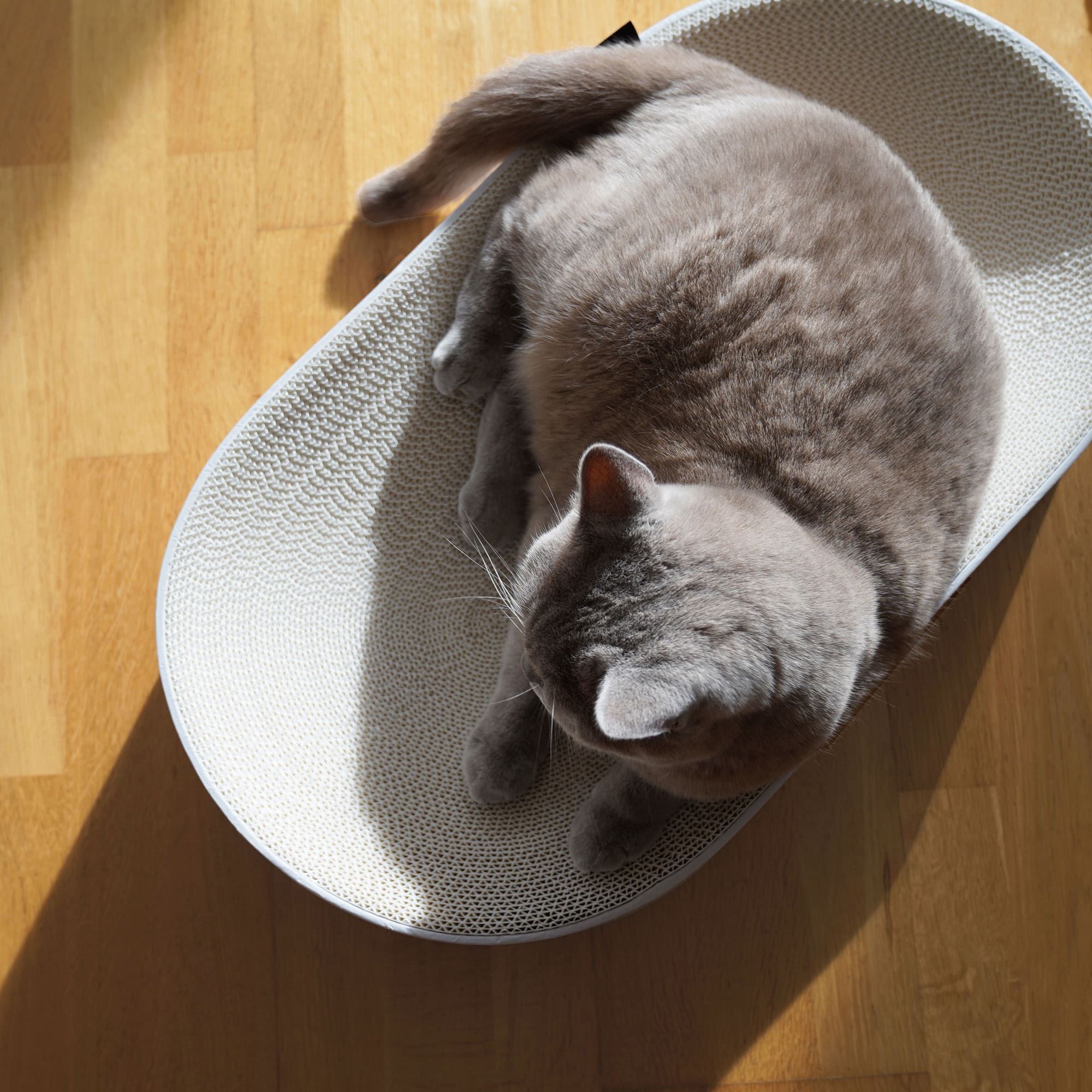 KratziLounge | Ovales Katzenbett mit integrierter Kratzfläche aus Karton