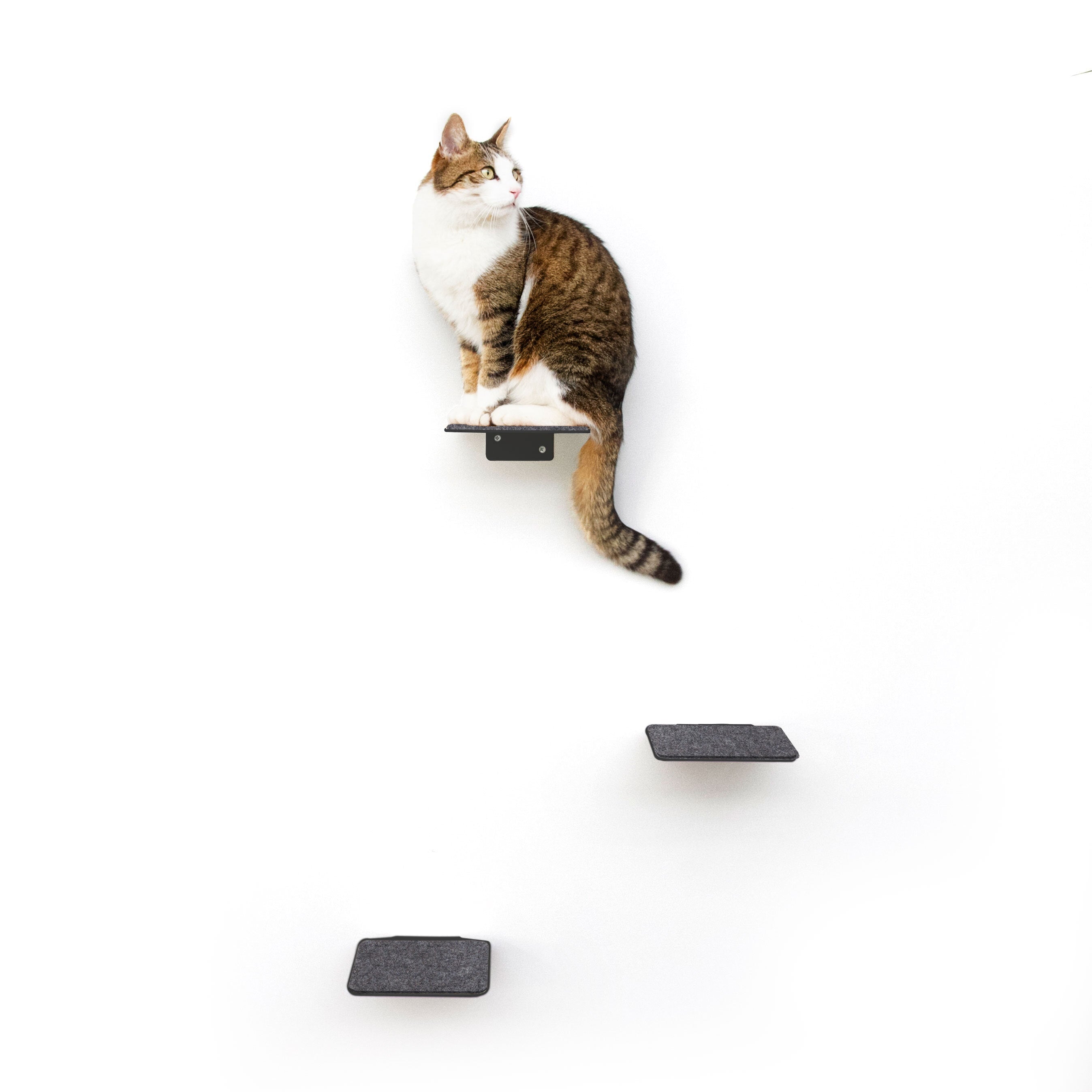 Passende Produkte zu Katzenstufen