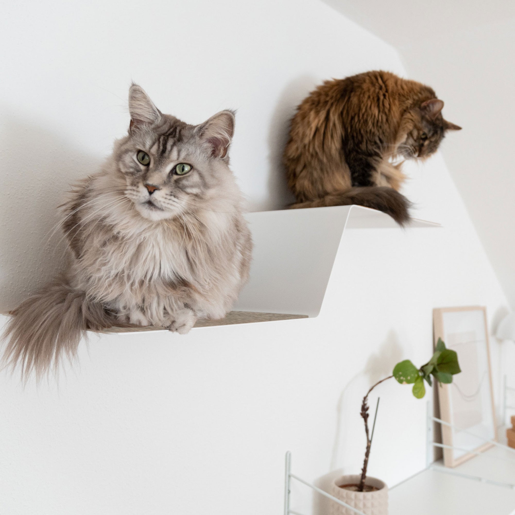 KletterKurve | XXL Wandliege für Katzen mit geschwungener Form