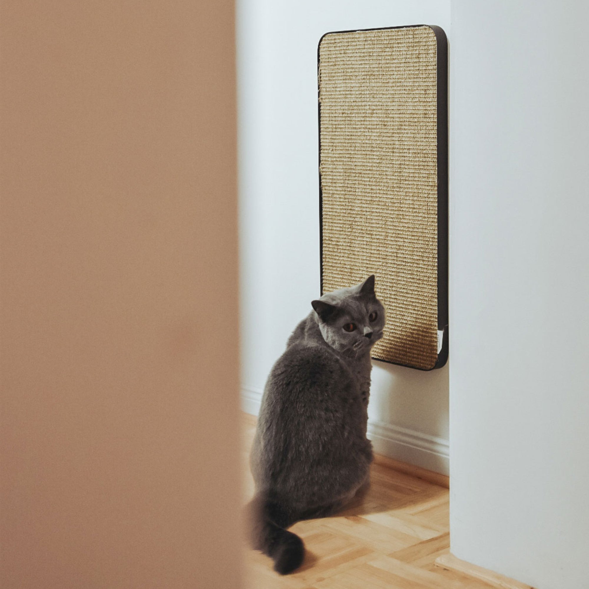 Clawsy | Wand-Kratzbrett für Katzen mit austauschbarer Sisalauflage