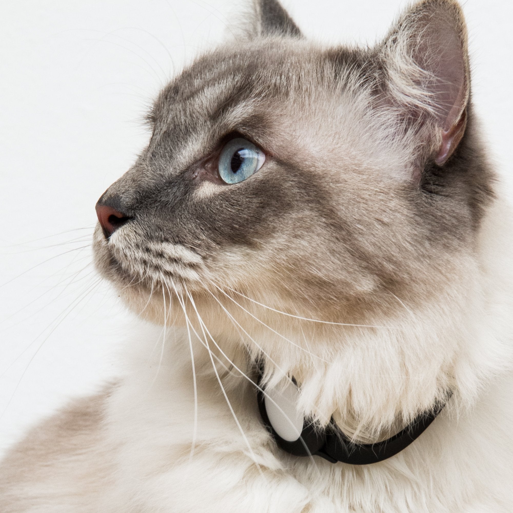 FeliTrack | AirTag Katzenhalsband aus Silikon mit Sicherheitsverschluss