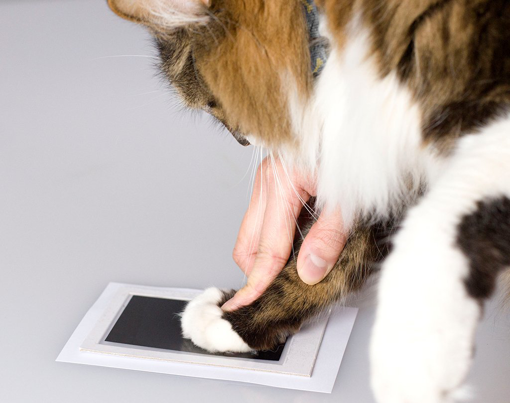 Memopaw | Pfotenabdruck-Set für Hunde & Katzen – Erinnerung fürs Leben