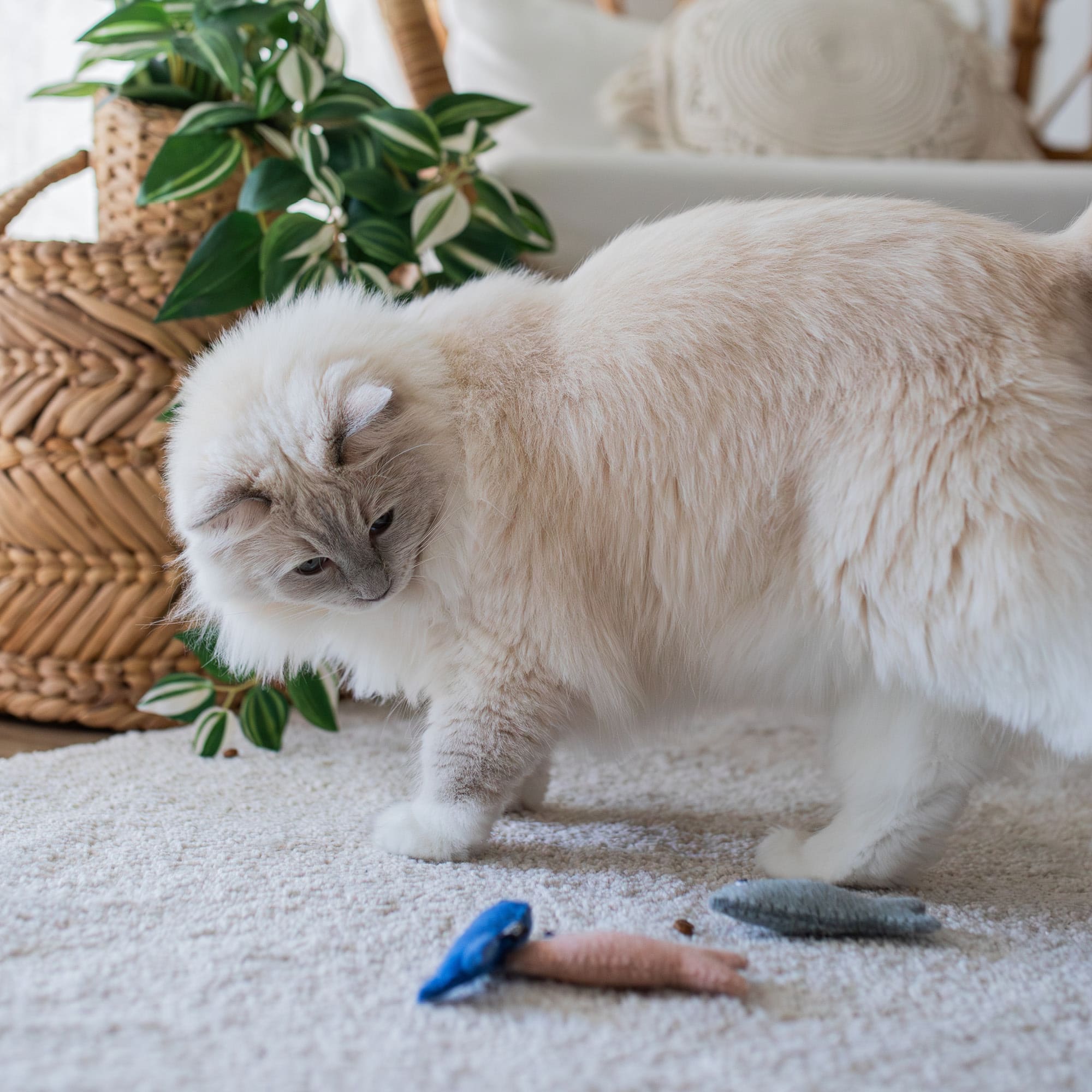 MiauFun | Filz-Katzenspielzeug in Fischform mit Katzenminze
