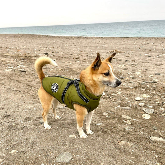 Rufus | Gefütterte Hundejacke mit integriertem Sicherheitsgeschirr