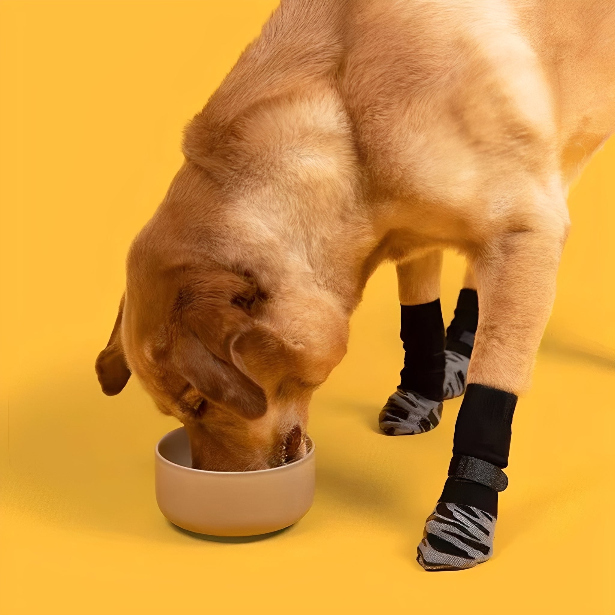 Steady | Rutschfeste Hundesocken für sicheren Halt