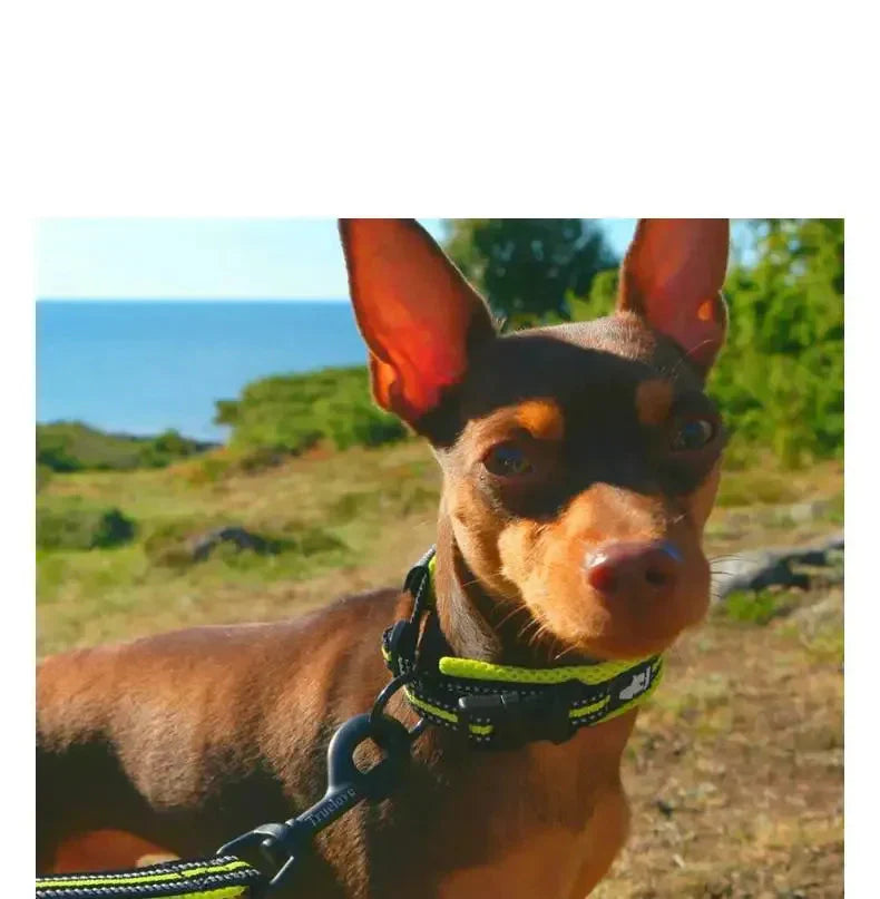 RexLicht | Reflektierendes Hundehalsband mit atmungsaktivem Komfortdesign