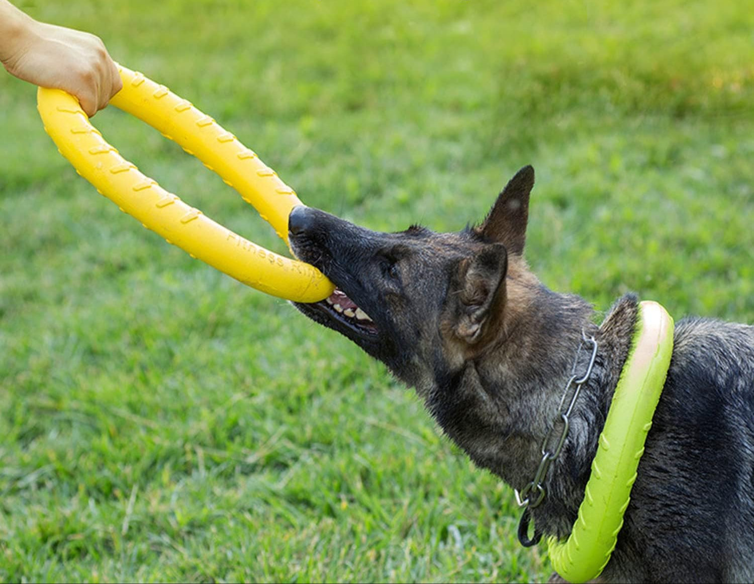 Tobio | Schwimmfähiger Kauring für Hunde mit Bissfestigkeit