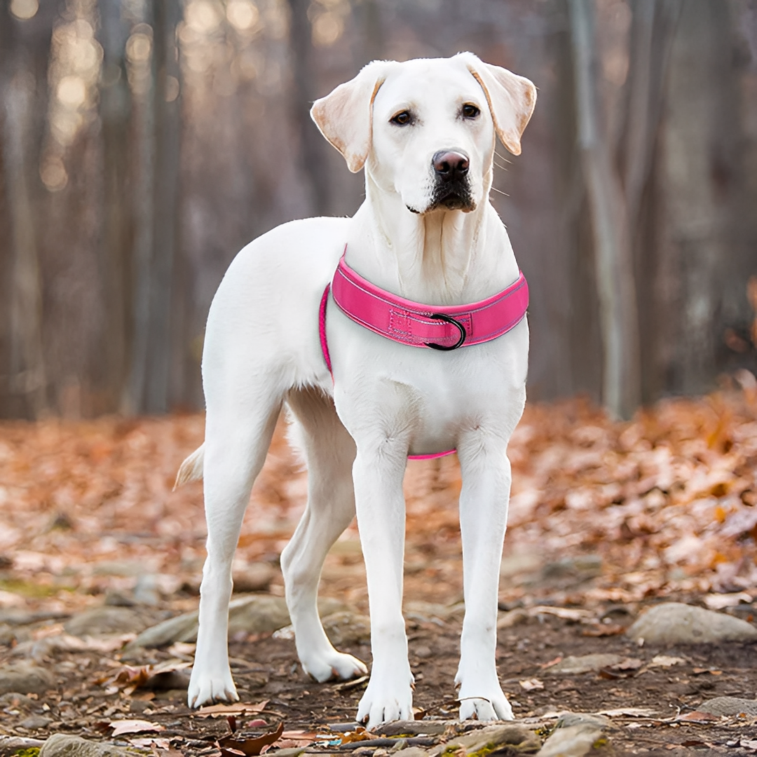 ZugStop | Verstellbares Anti-Zieh Hundegeschirr