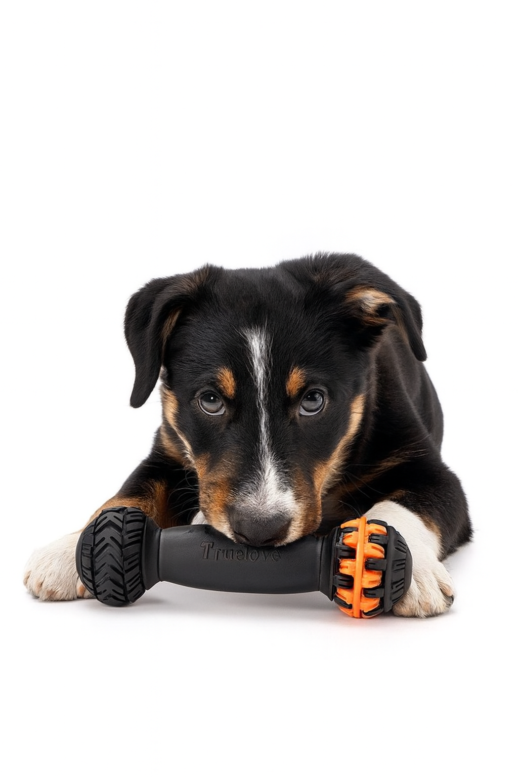 Rexo | Kaustab für Hunde mit Zahnpflegefunktion & Snacköffnung