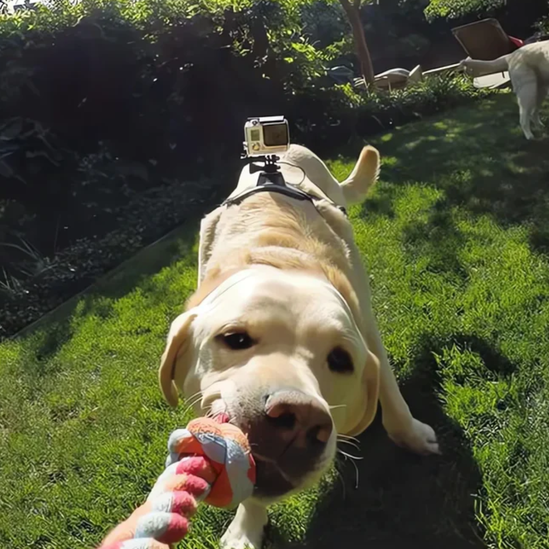 ViewPup | Action-Cam Hundegeschirr mit 360° Perspektive