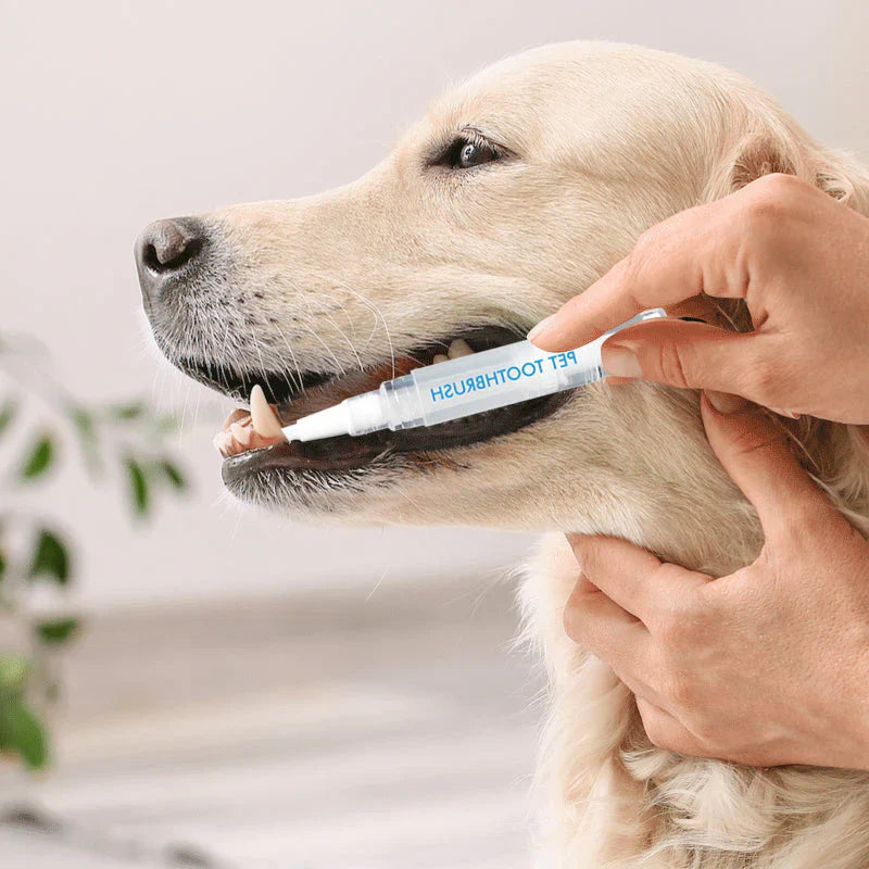 BelloDent | Zahnpflege-Stift für Hunde mit Bürstenkopf